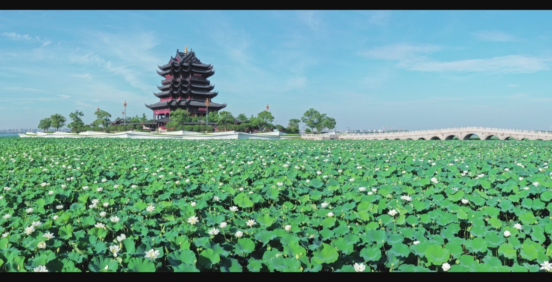 　　重元寺的白荷开得正好，点缀在无穷碧色间，自有清雅意趣。