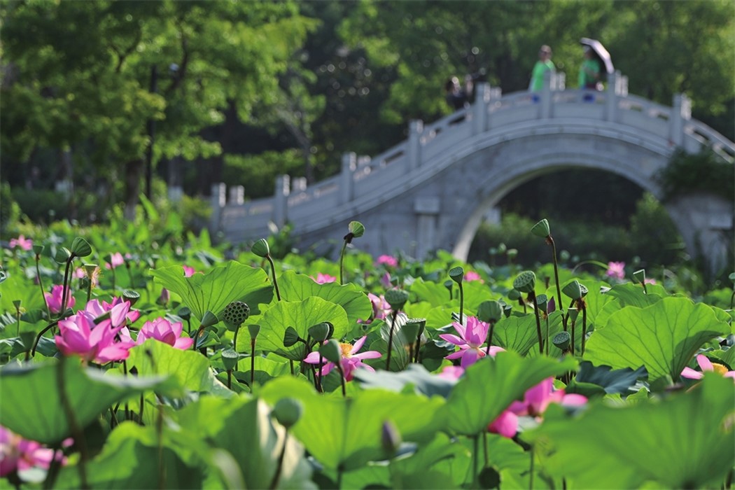 图说“苏周”