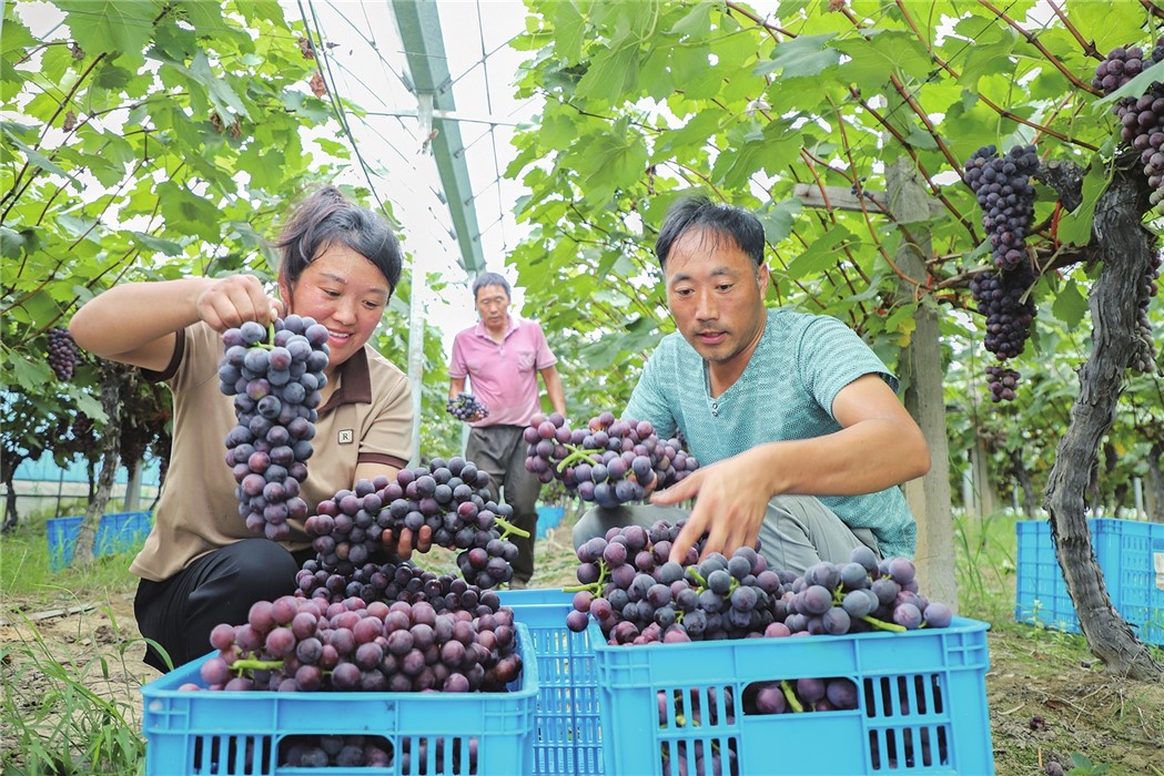 爱心葡萄丰收17年