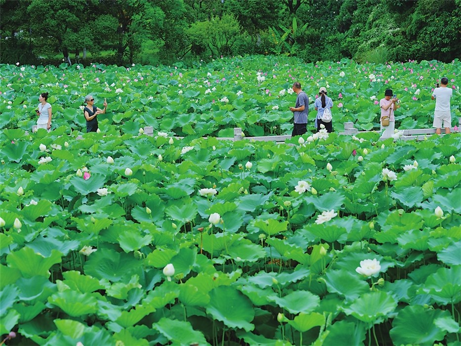 “荷”其清凉