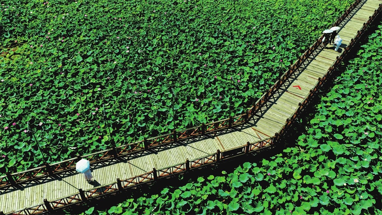 清风拂夏 荷香满塘