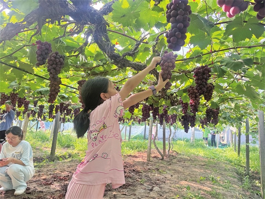 甜蜜科普