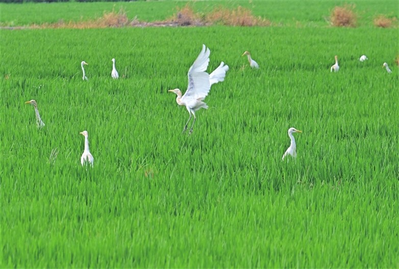 田间白鹭