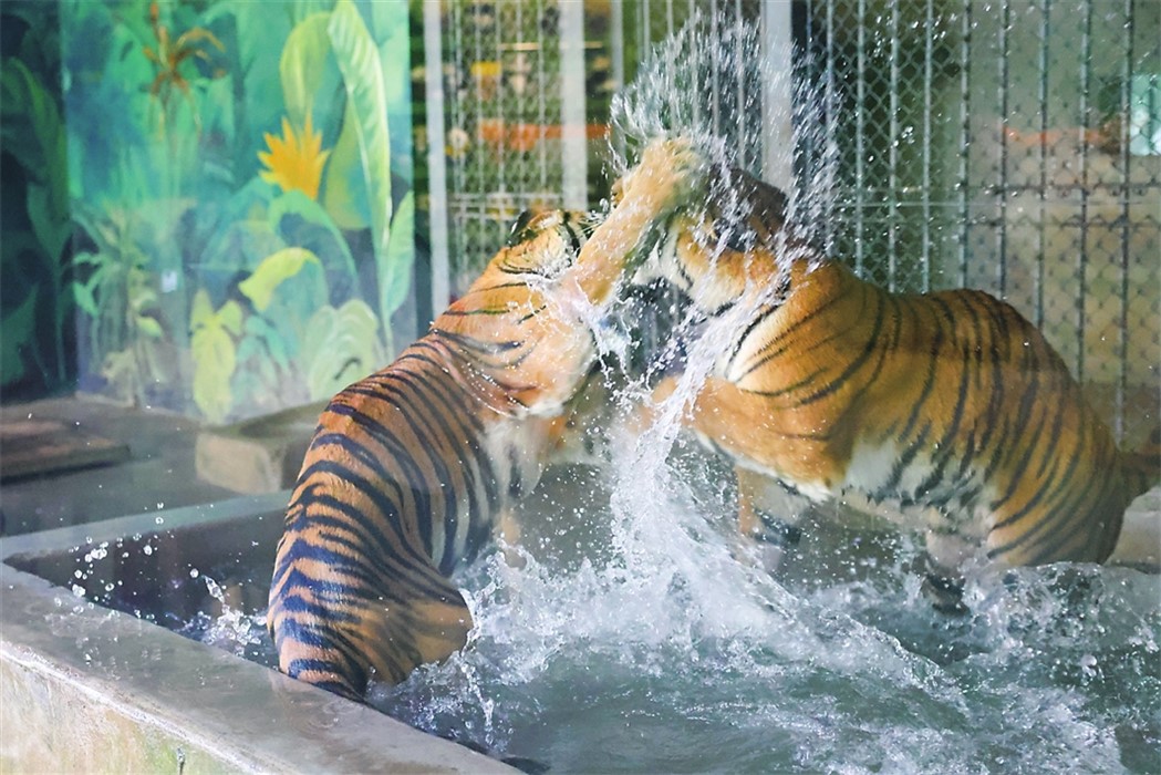 双虎戏水