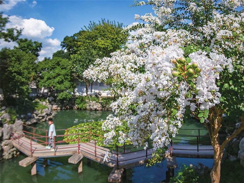 赏“三白”