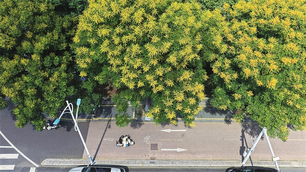栾花盛放