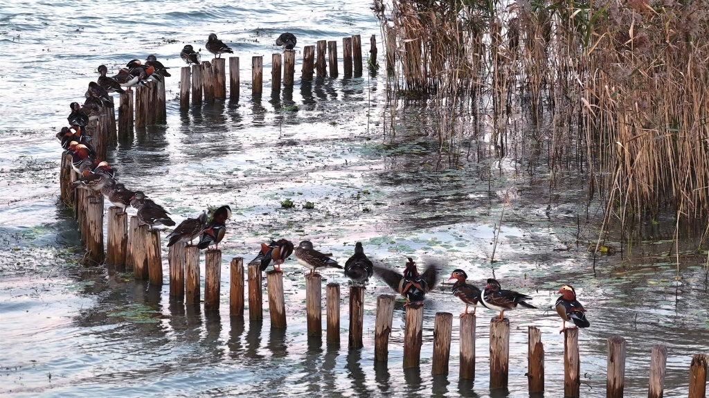 苏州日报稿件配图-11130639